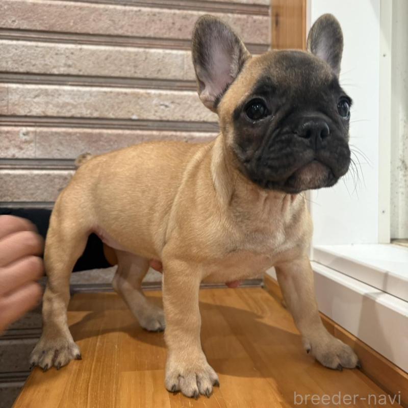 販売中の山形県のフレンチブルドッグ-426258の6枚目