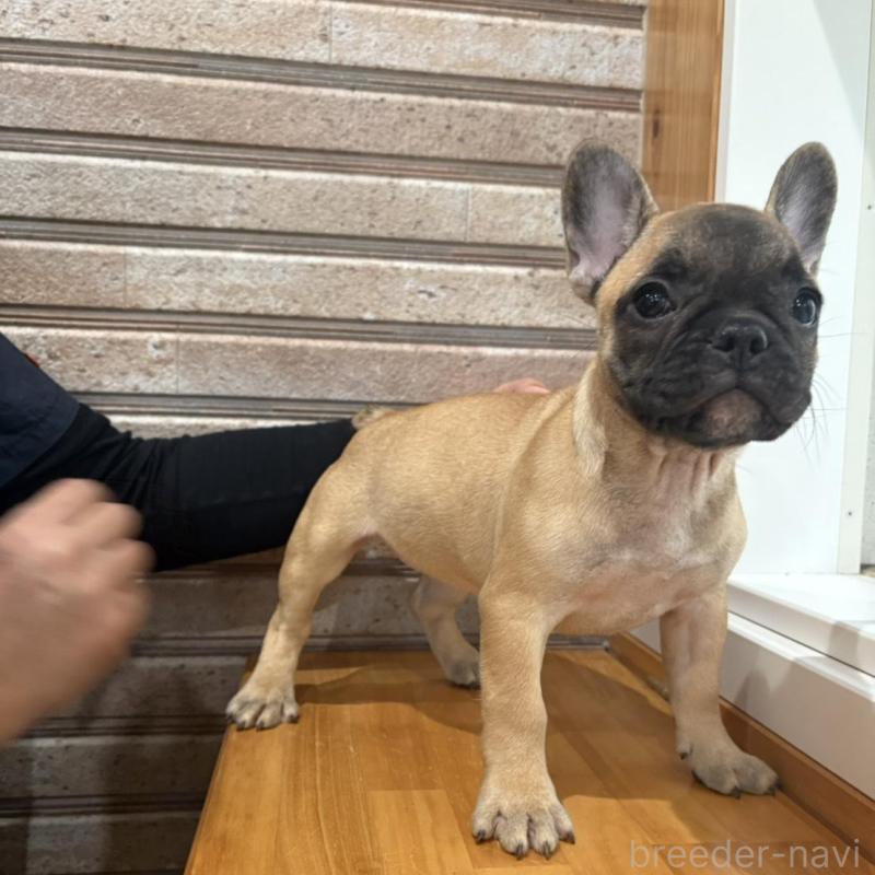 販売中の山形県のフレンチブルドッグ-426258の5枚目