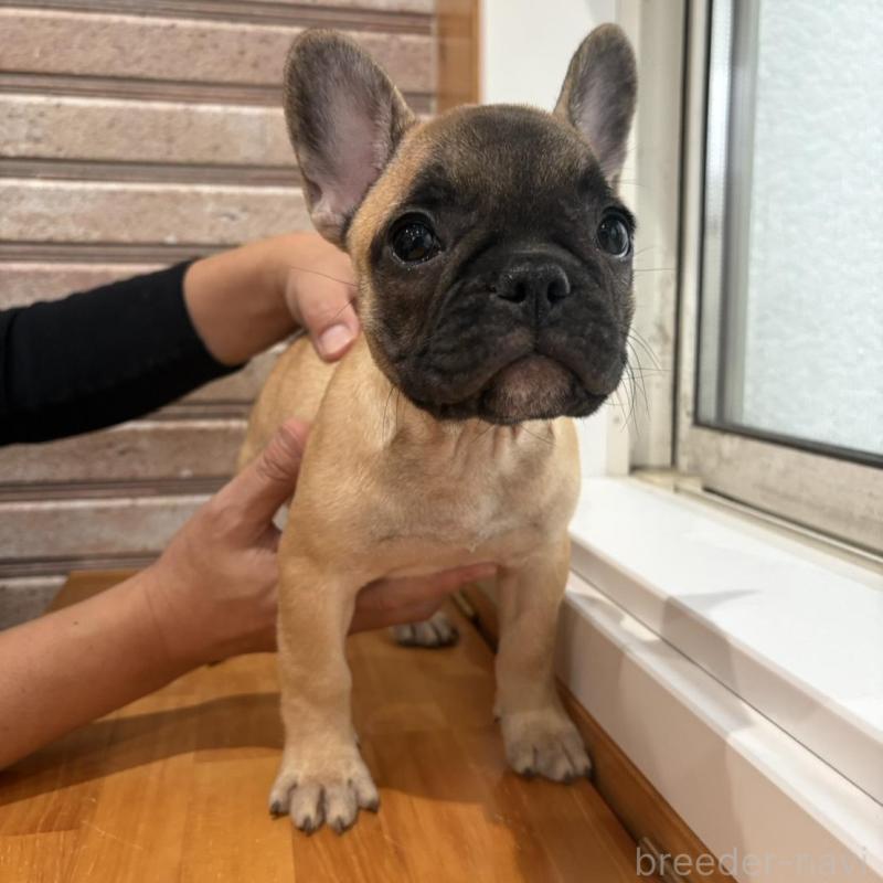 販売中の山形県のフレンチブルドッグ-426258の4枚目