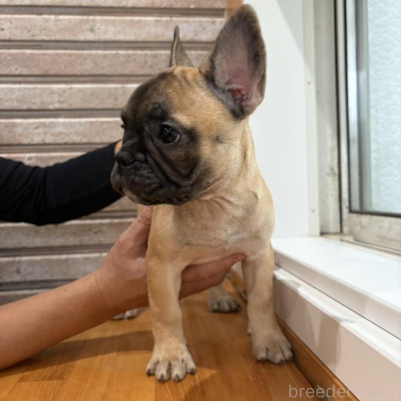 販売中の山形県のフレンチブルドッグ-426258の3枚目