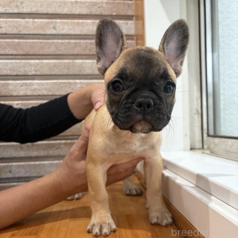 販売中の山形県のフレンチブルドッグ-426258の2枚目