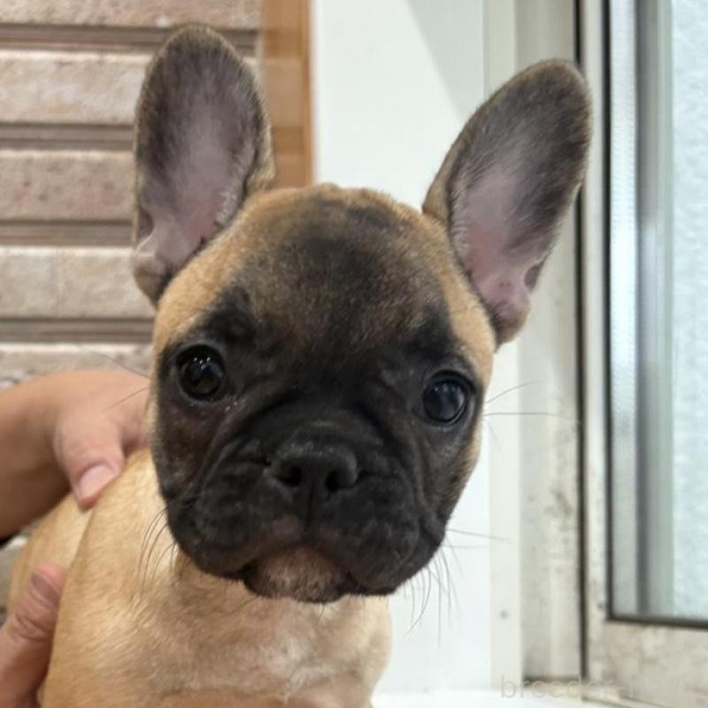 販売中の山形県のフレンチブルドッグ-426258