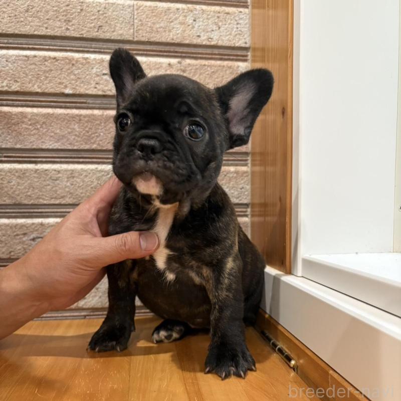 販売中の山形県のフレンチブルドッグ-426260の8枚目