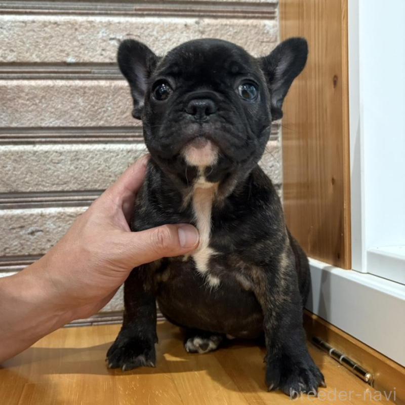 販売中の山形県のフレンチブルドッグ-426260の7枚目