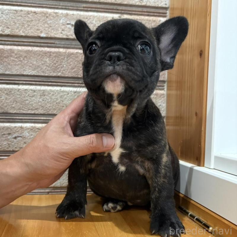 販売中の山形県のフレンチブルドッグ-426260の6枚目