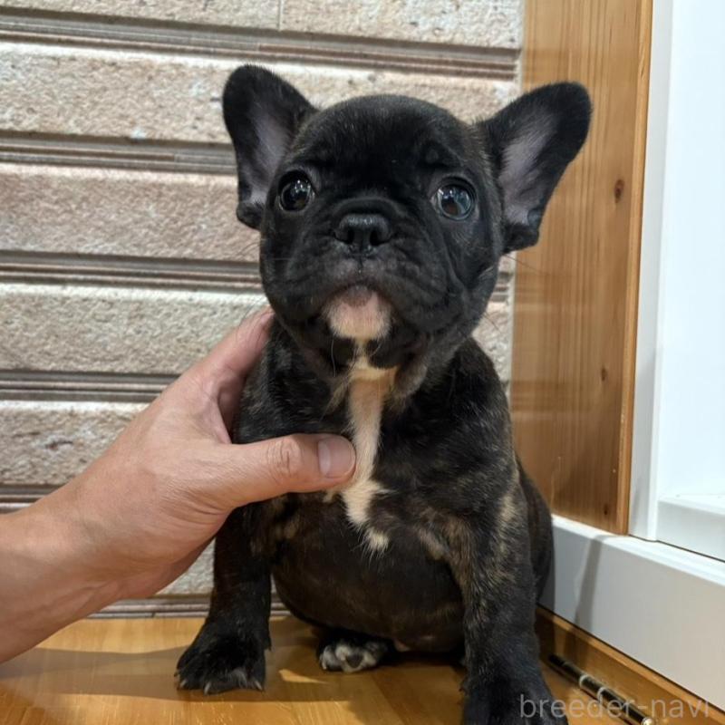 販売中の山形県のフレンチブルドッグ-426260の5枚目