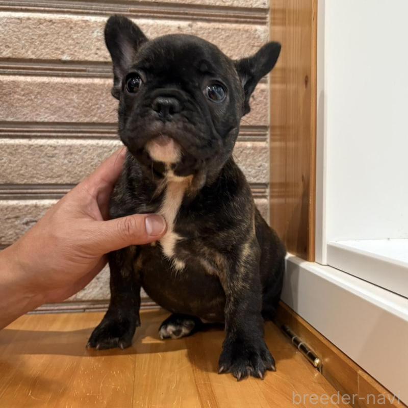 販売中の山形県のフレンチブルドッグ-426260の4枚目