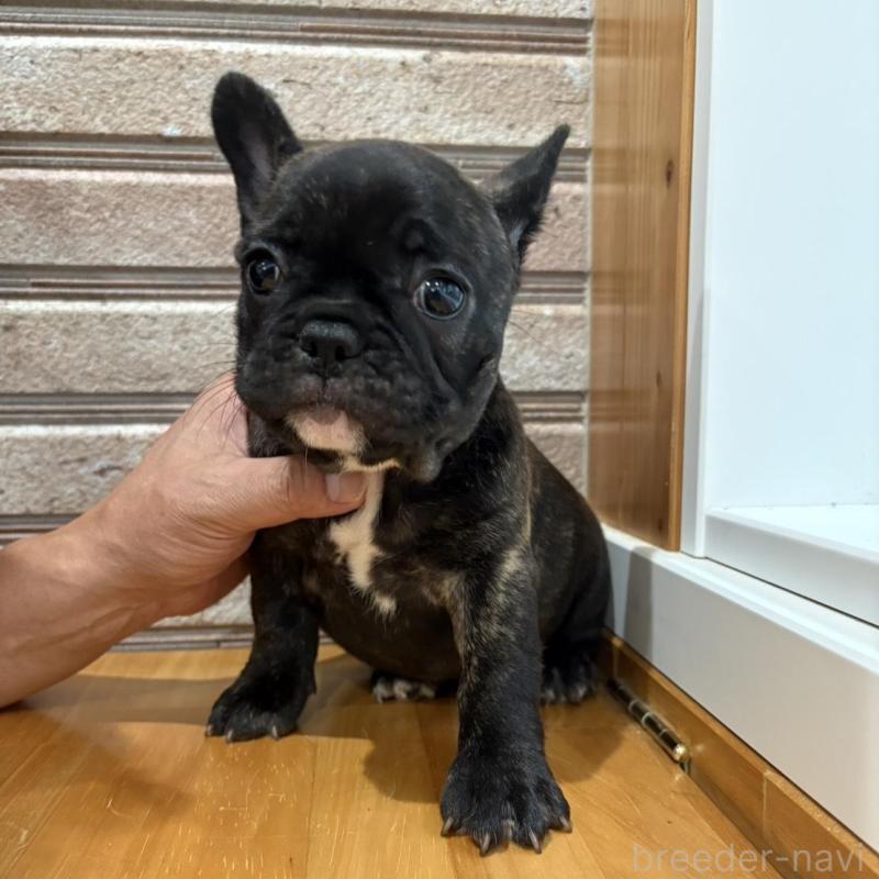 販売中の山形県のフレンチブルドッグ-426260の3枚目