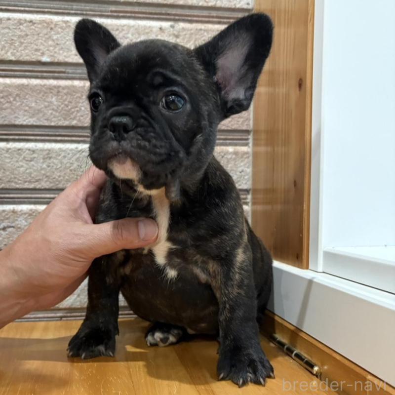 販売中の山形県のフレンチブルドッグ-426260の2枚目