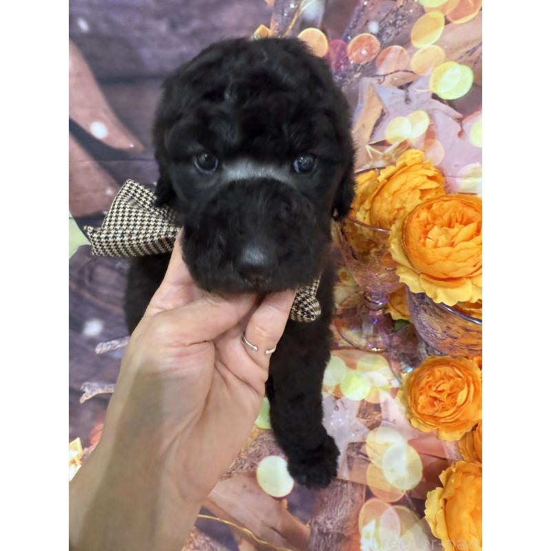 販売中の兵庫県のスタンダードプードル-421994