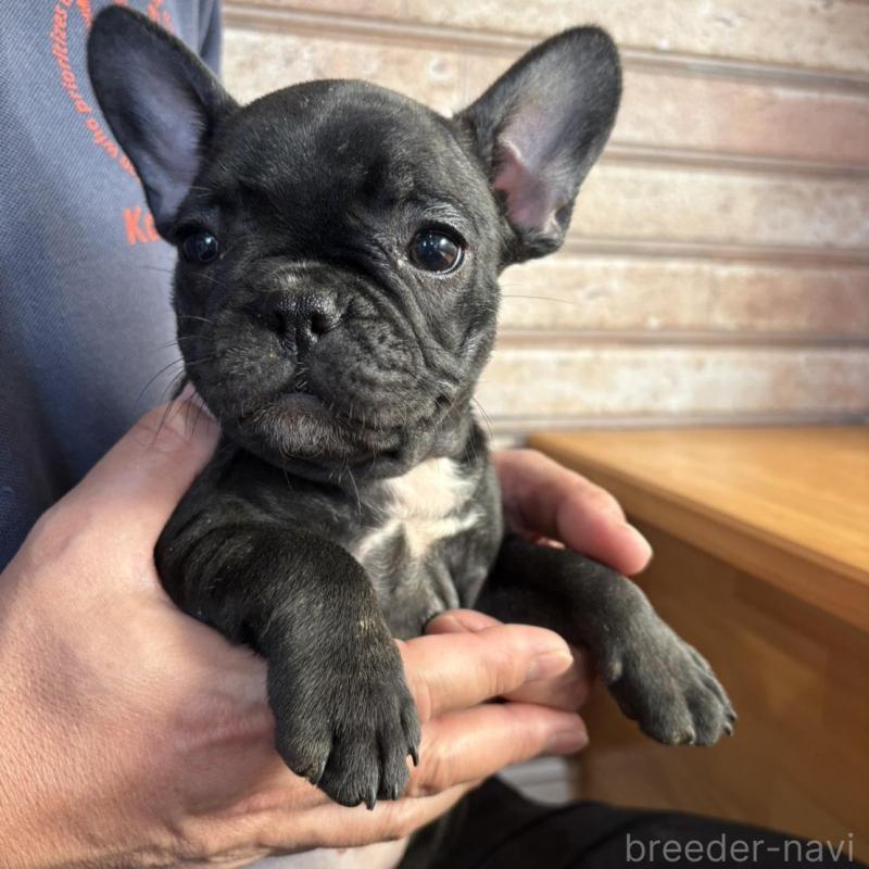 販売中の山形県のフレンチブルドッグ-426261の6枚目