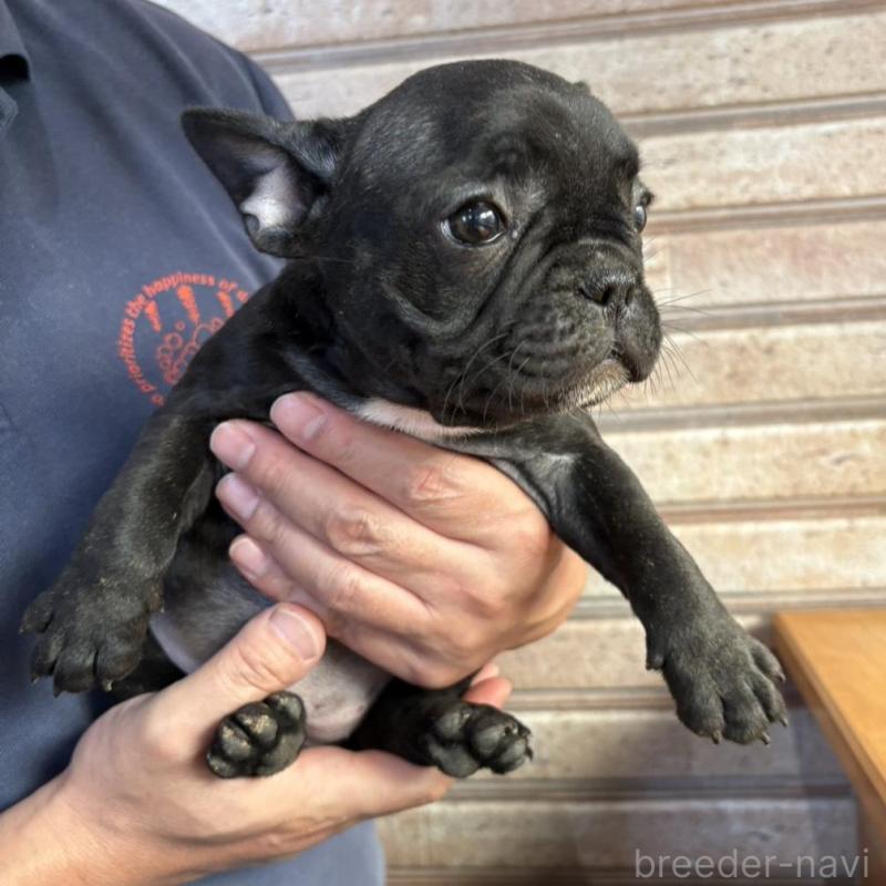 販売中の山形県のフレンチブルドッグ-426261の5枚目