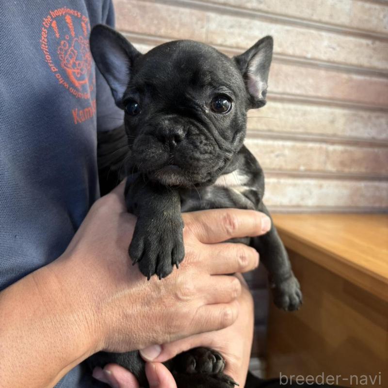 販売中の山形県のフレンチブルドッグ-426261の4枚目
