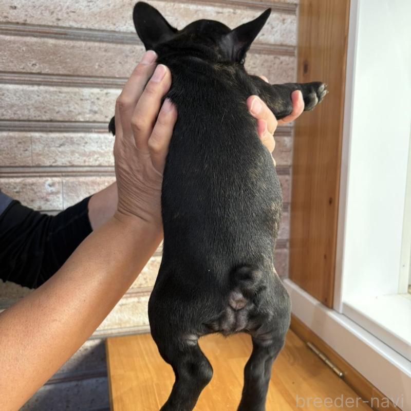 販売中の山形県のフレンチブルドッグ-426261の3枚目