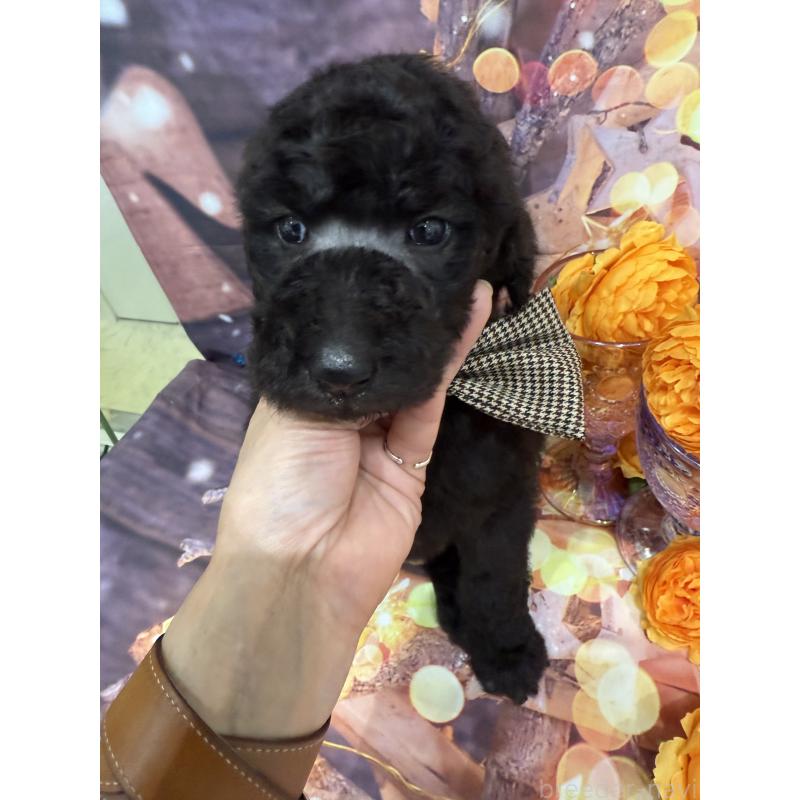 販売中の兵庫県のスタンダードプードル-421994の6枚目