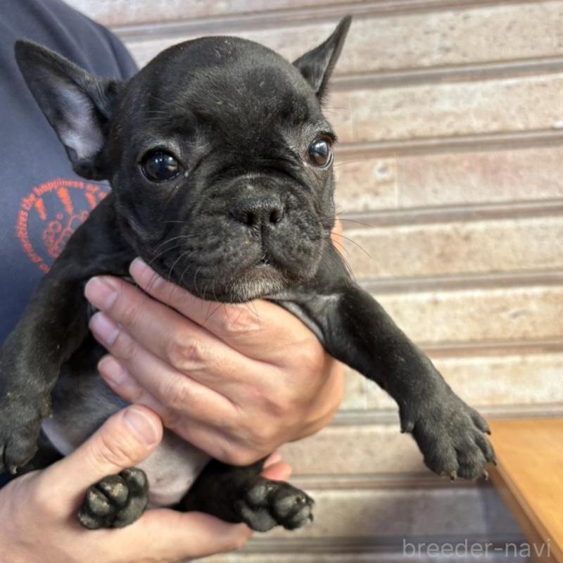 販売中の山形県のフレンチブルドッグ-426261の2枚目
