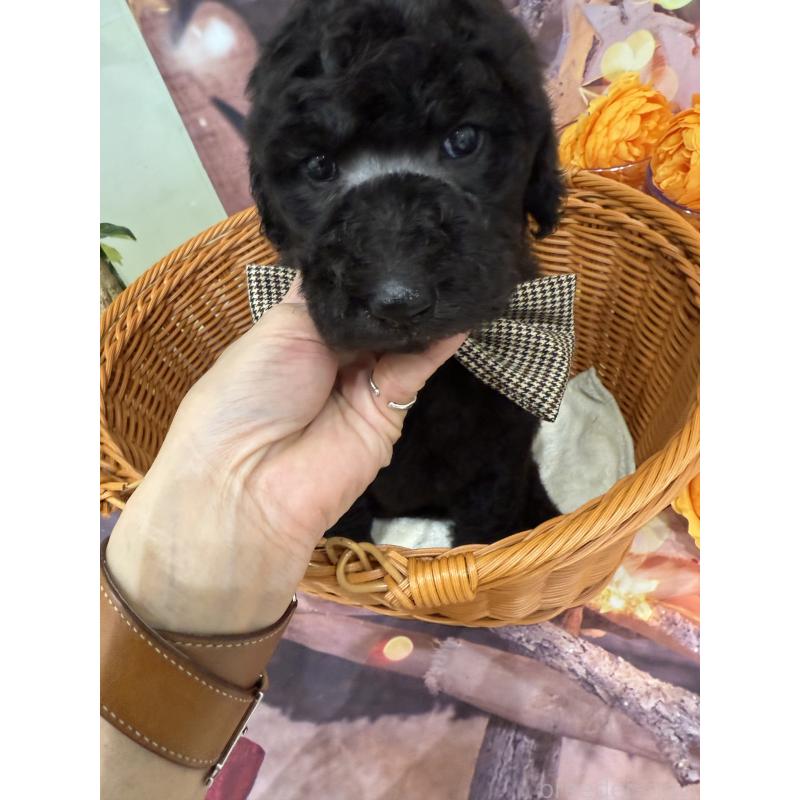 販売中の兵庫県のスタンダードプードル-421994の5枚目