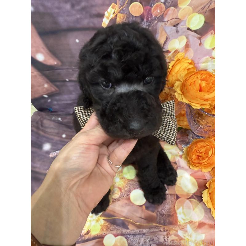 販売中の兵庫県のスタンダードプードル-421994の4枚目