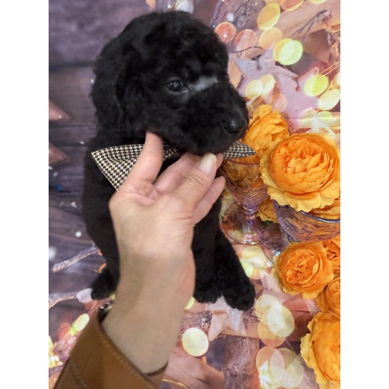 販売中の兵庫県のスタンダードプードル-421994の3枚目