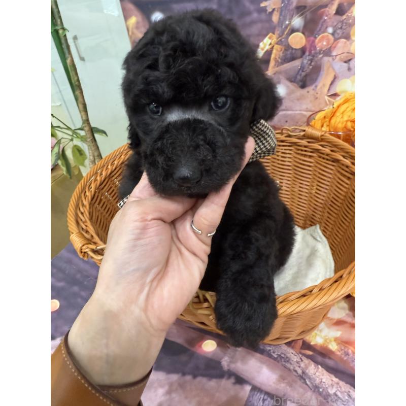 販売中の兵庫県のスタンダードプードル-421994の2枚目