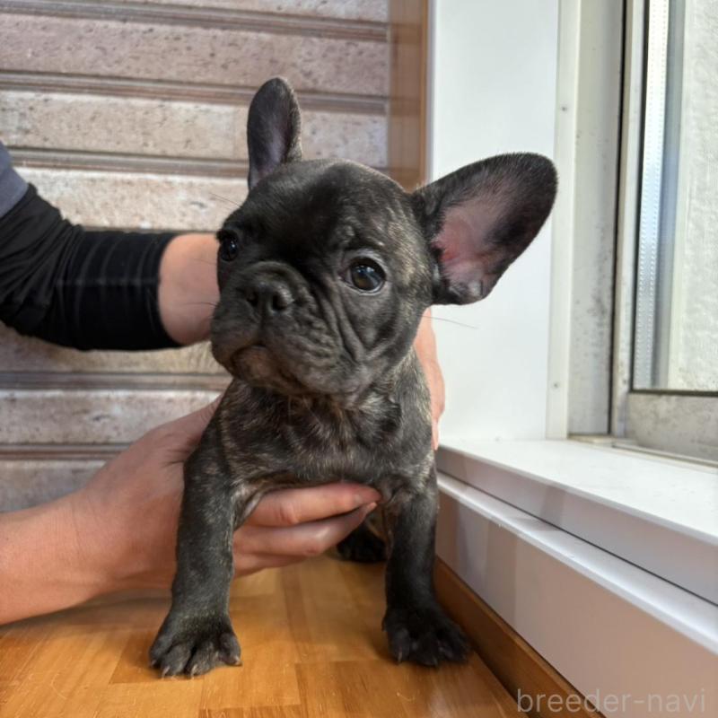 販売中の山形県のフレンチブルドッグ-426262の11枚目
