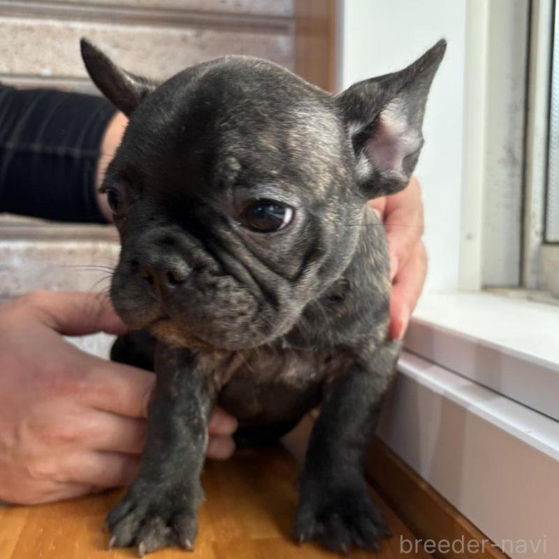 販売中の山形県のフレンチブルドッグ-426262の10枚目