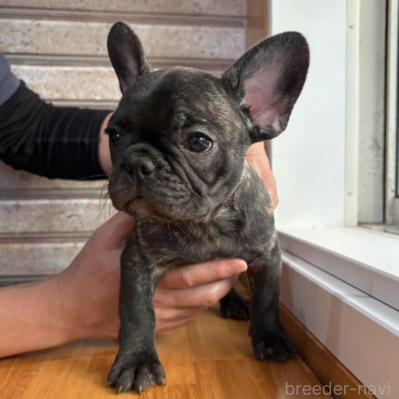 販売中の山形県のフレンチブルドッグ-426262の9枚目