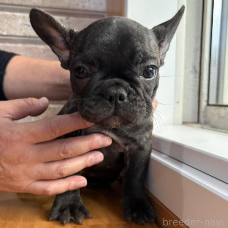 販売中の山形県のフレンチブルドッグ-426262の8枚目