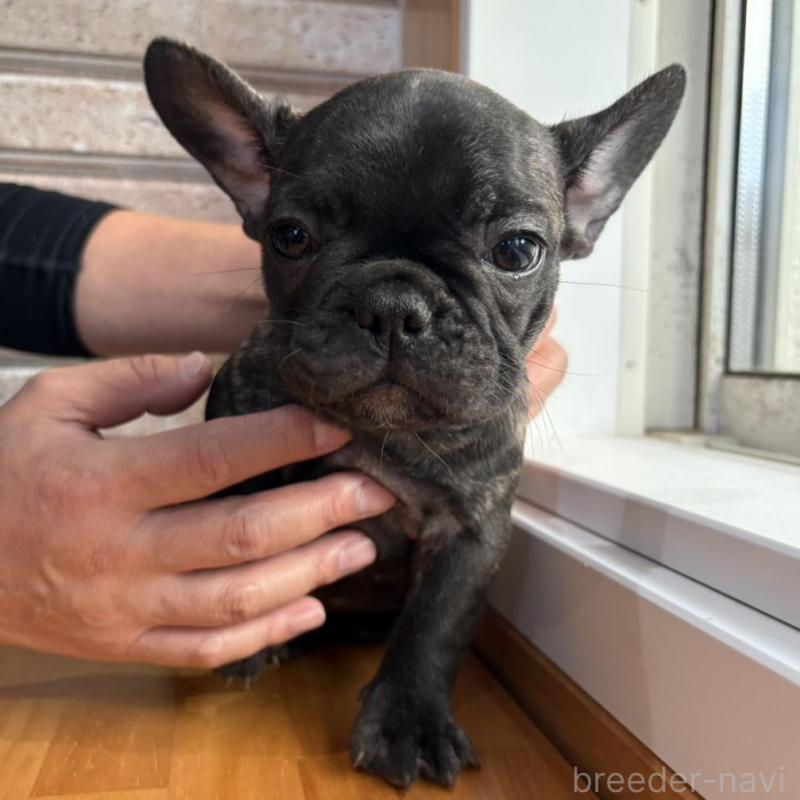 販売中の山形県のフレンチブルドッグ-426262の7枚目
