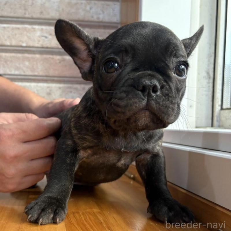 販売中の山形県のフレンチブルドッグ-426262の6枚目