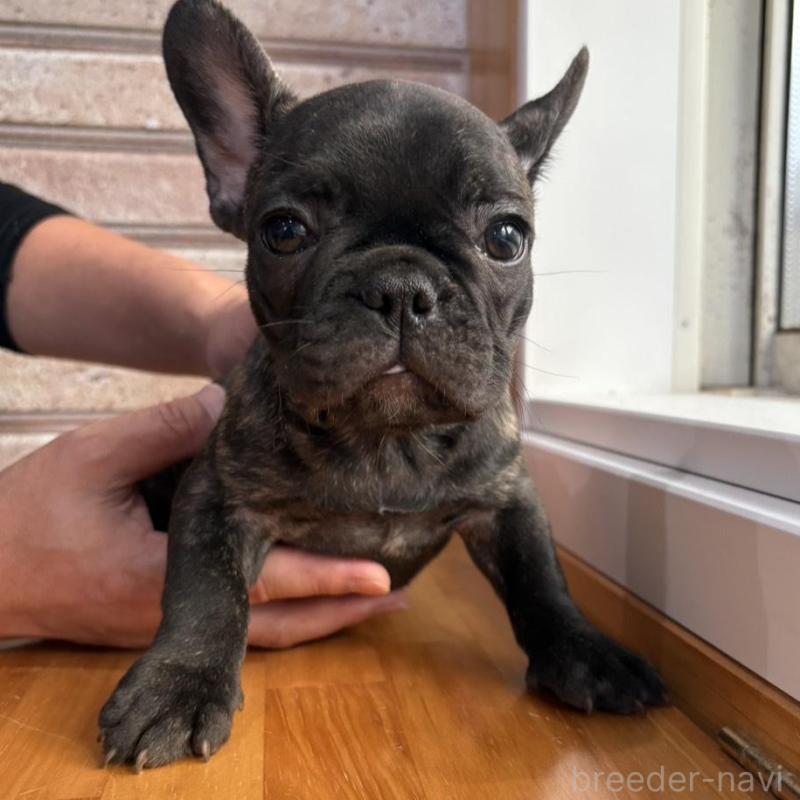 販売中の山形県のフレンチブルドッグ-426262の5枚目