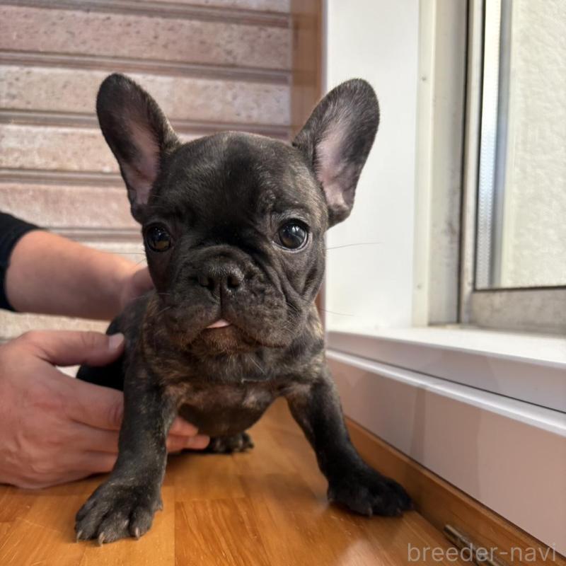 販売中の山形県のフレンチブルドッグ-426262の4枚目