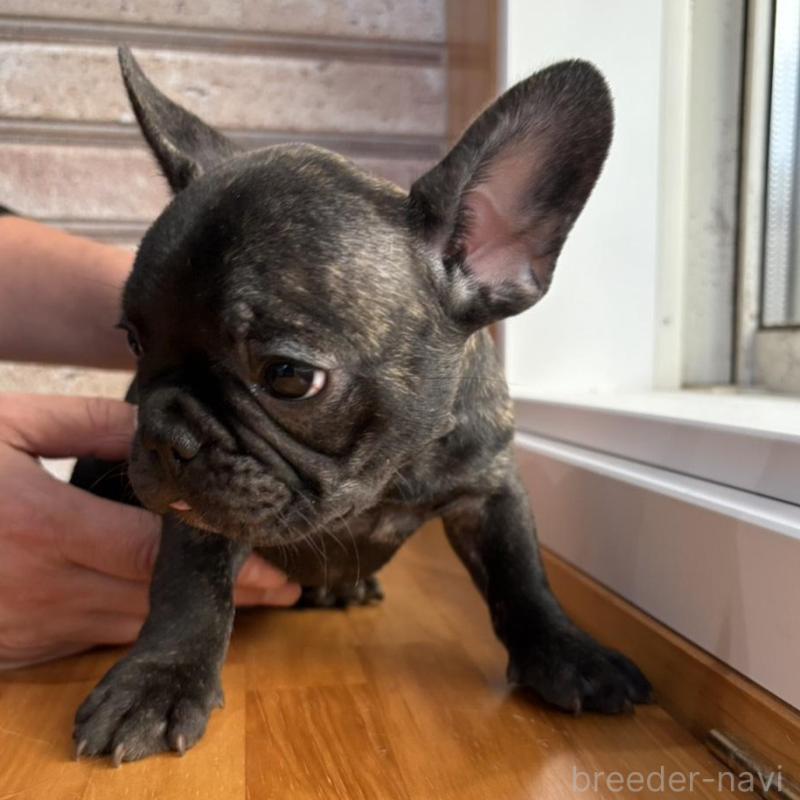 販売中の山形県のフレンチブルドッグ-426262の3枚目