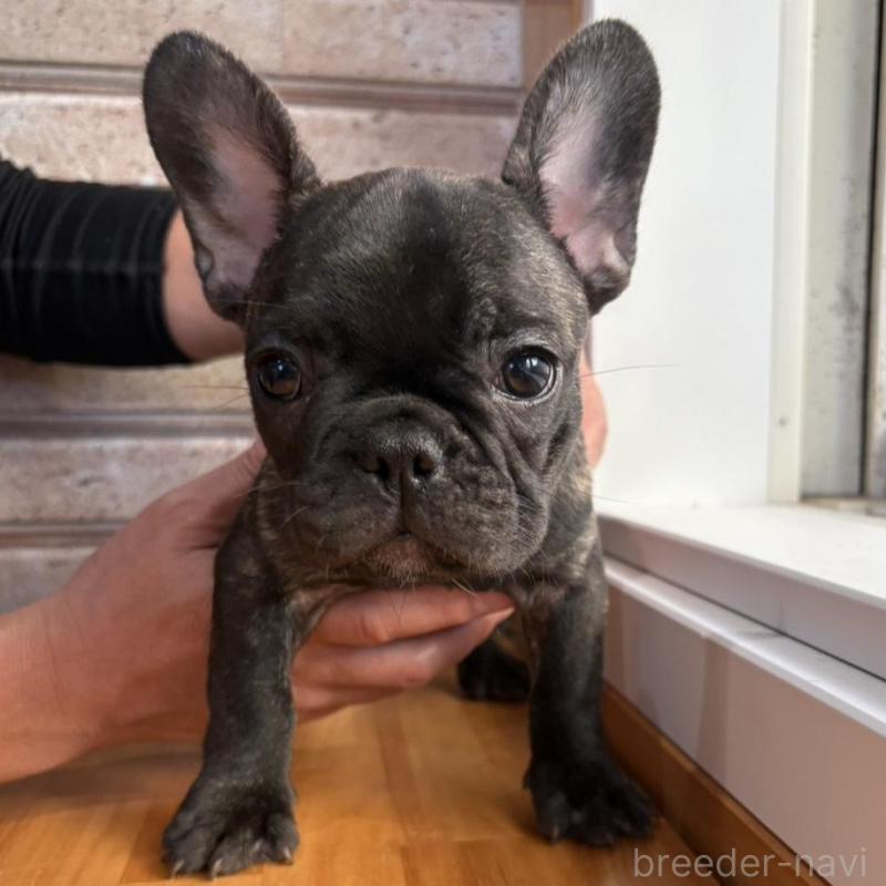 販売中の山形県のフレンチブルドッグ-426262の2枚目