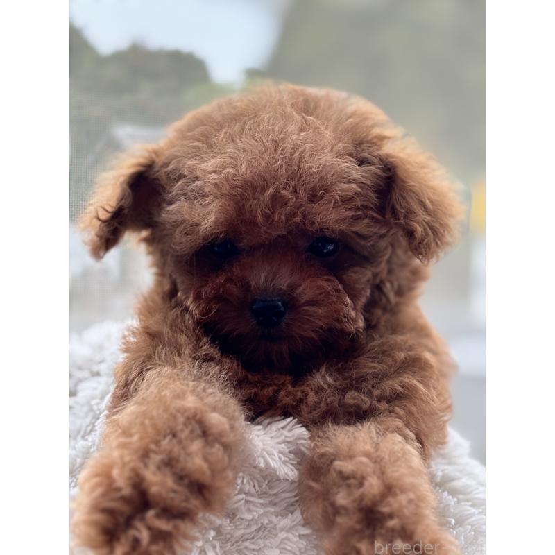 販売中の埼玉県のタイニープードル-426263の6枚目