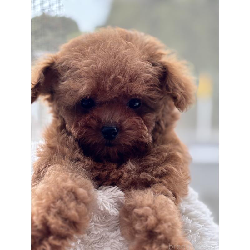 販売中の埼玉県のタイニープードル-426263の5枚目