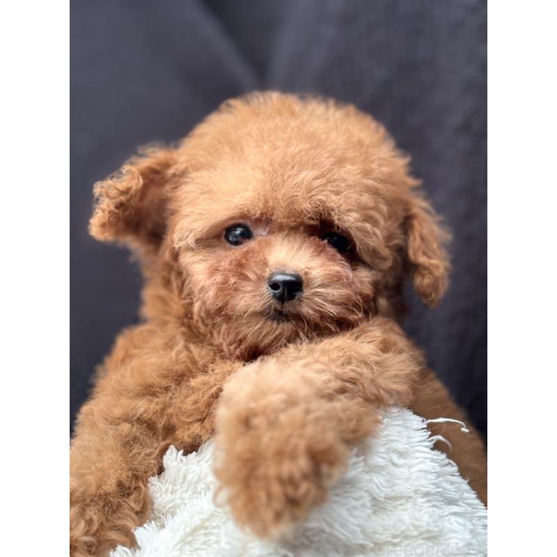 販売中の埼玉県のタイニープードル-426263の4枚目