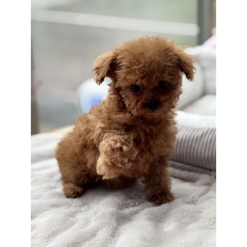 販売中の埼玉県のタイニープードル-426263の3枚目