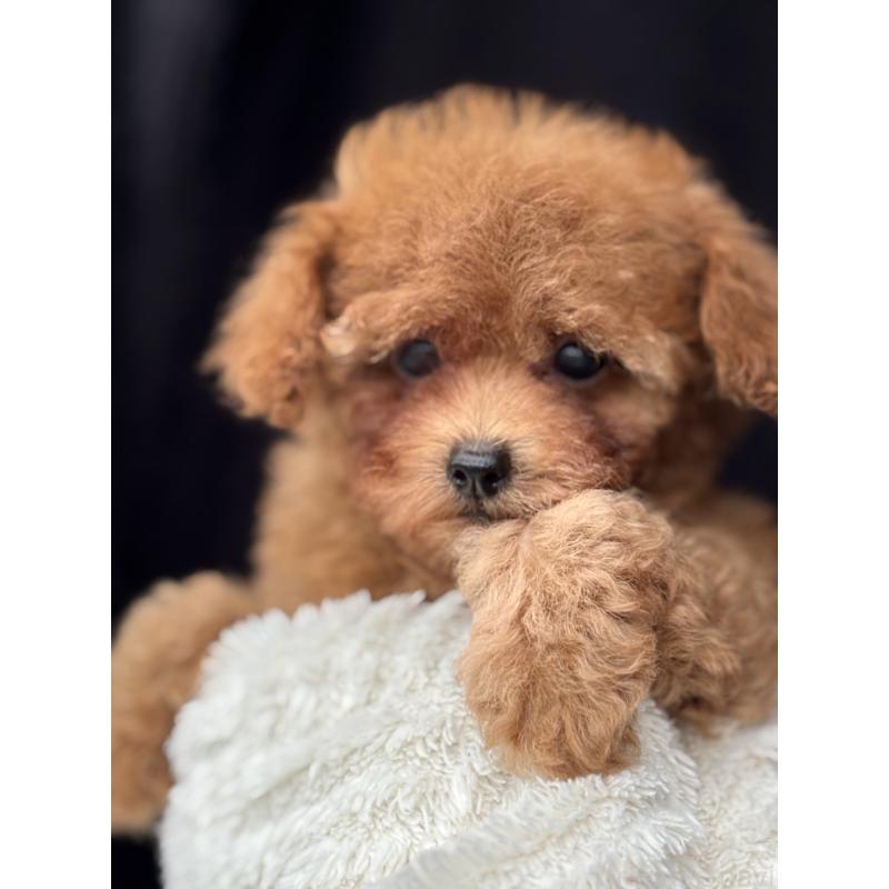 販売中の埼玉県のタイニープードル-426264の7枚目