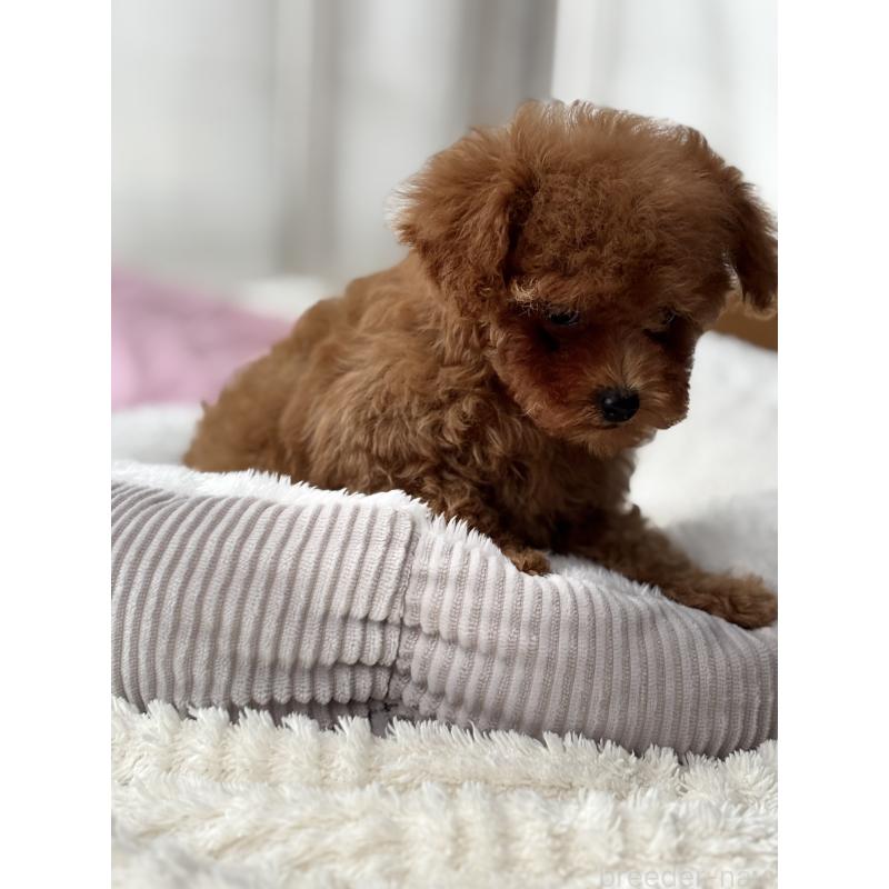 販売中の埼玉県のタイニープードル-426264の6枚目