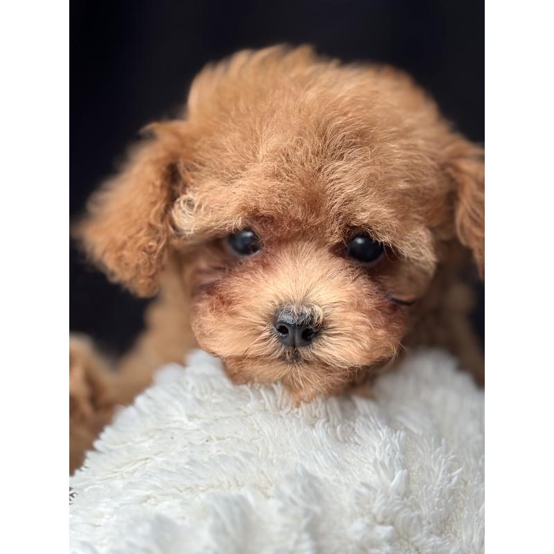 販売中の埼玉県のタイニープードル-426264の5枚目