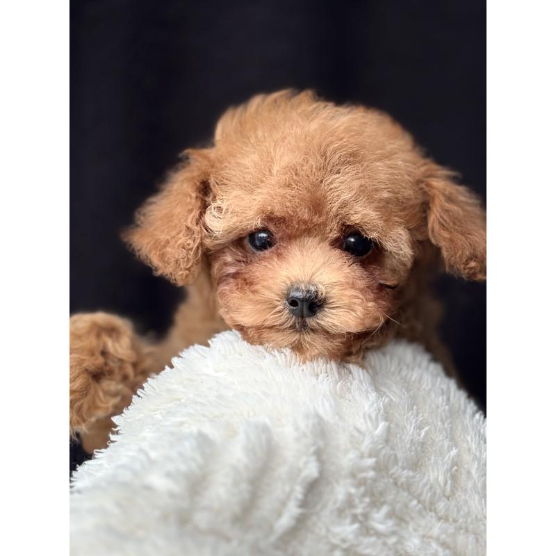 販売中の埼玉県のタイニープードル-426264の4枚目