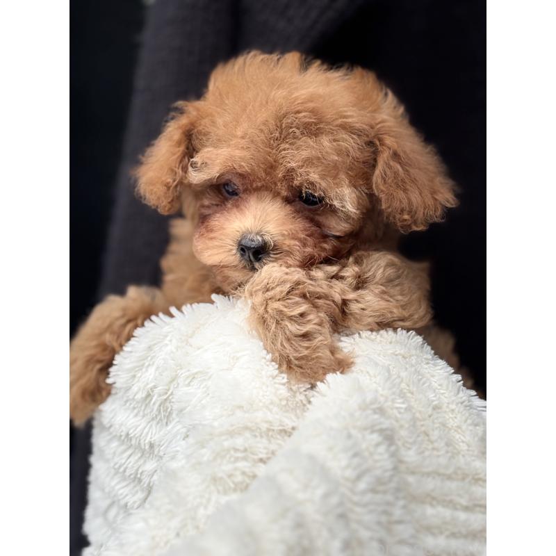 販売中の埼玉県のタイニープードル-426264の3枚目