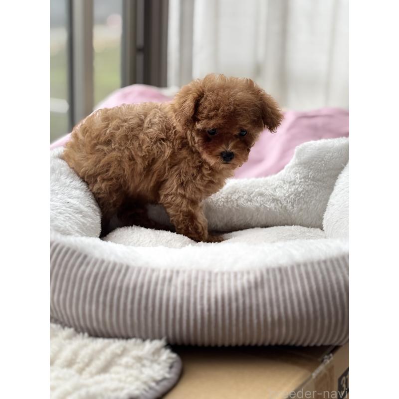 販売中の埼玉県のタイニープードル-426264の2枚目