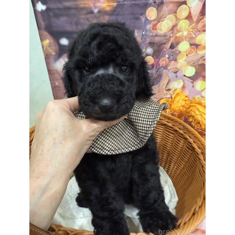 販売中の兵庫県のスタンダードプードル-422000の7枚目