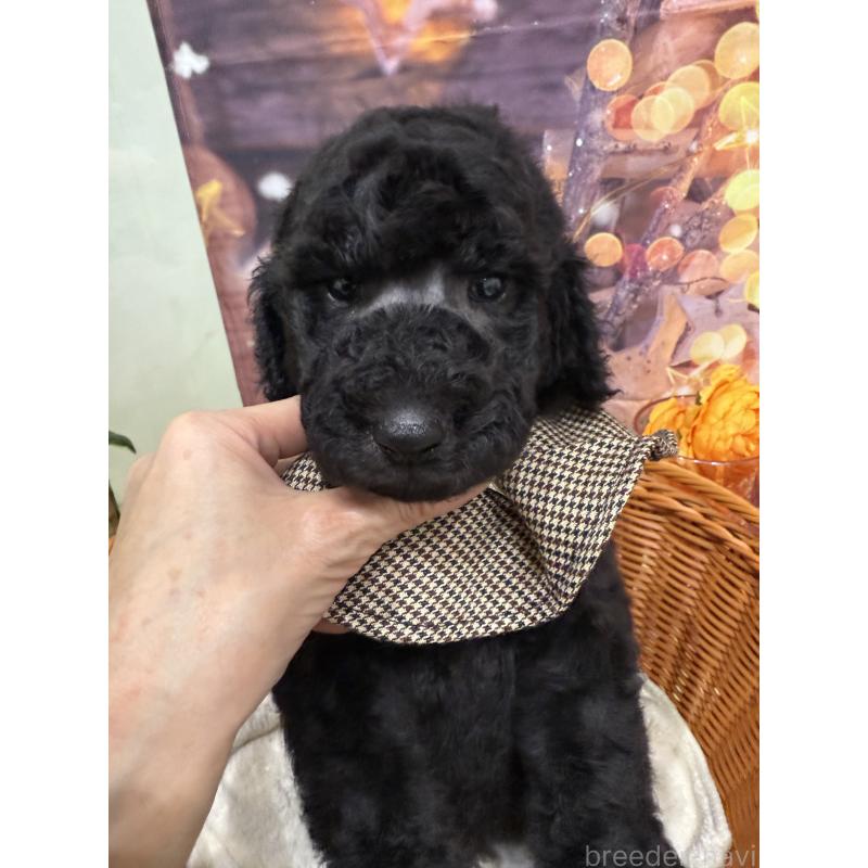 販売中の兵庫県のスタンダードプードル-422000の6枚目