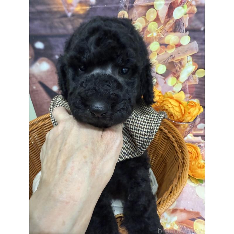 販売中の兵庫県のスタンダードプードル-422000