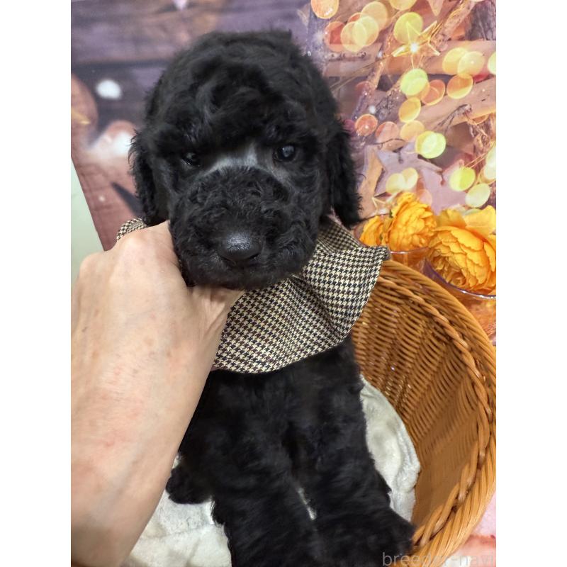 販売中の兵庫県のスタンダードプードル-422000の4枚目