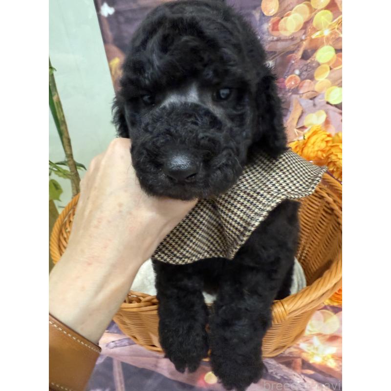 販売中の兵庫県のスタンダードプードル-422000の2枚目