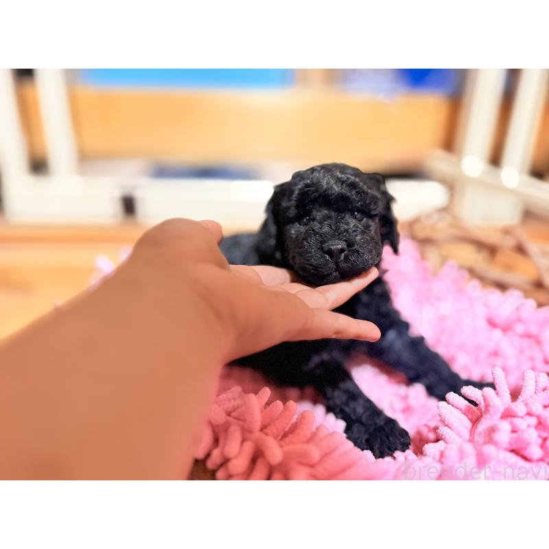 販売中の大阪府のトイプードル-426265の8枚目